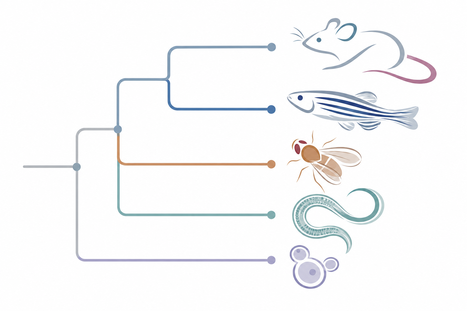 Integrative IMD Model Organism Explorer